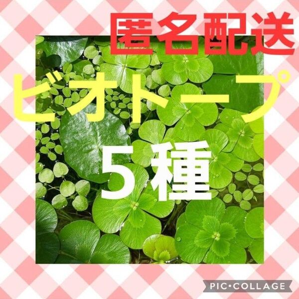 ビオトープ5種セット 無農薬水草と浮き草 ウォーターバコパ ルドウィジア フィランサスフルイタンス等
