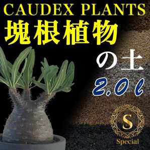 塊根植物の土 Special2㍑培養土 パキポディウム・アデニウム等 Pachypodium