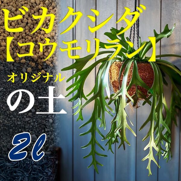 ビガクシダ・コウモリランの土【培養土】2リットル ビフルカツム・グランデ・リドレイ