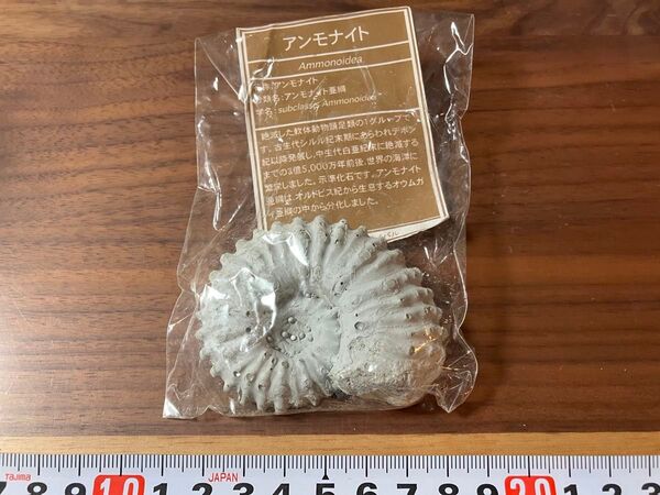 アンモナイト 化石 レプリカ①夏休み 工作 自由研究 小学生 図工 宿題 課題