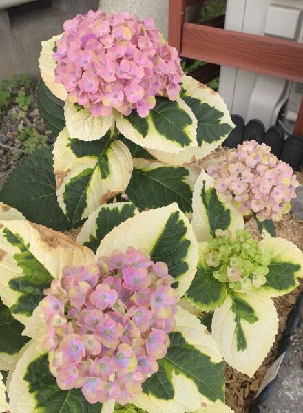 斑入り紫陽花 挿し穂 5本
