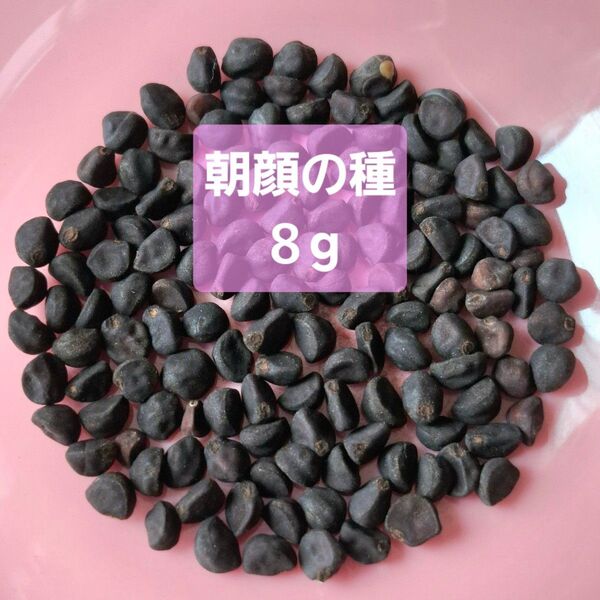 朝顔の種 8g