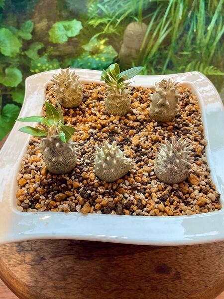 パキポディウム デンシカウレ 恵比寿大黒 6苗