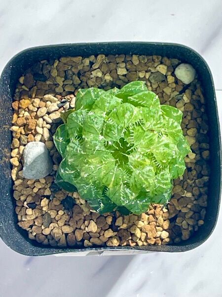 多肉植物 ハオルチア オブツーサ錦 姫桜錦(翠雲) 変異型エメラルドLED