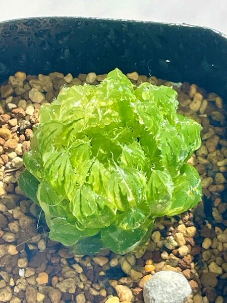 多肉植物 ハオルチア オブツーサ錦 姫桜錦(翠雲) 変異型エメラルドLED