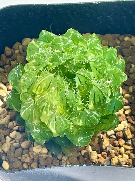 多肉植物 ハオルチア オブツーサ錦 姫桜錦(翠雲) 変異型エメラルドLED