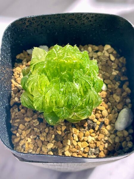 多肉植物 ハオルチア オブツーサ錦 姫桜錦(翠雲) 変異型エメラルドLED