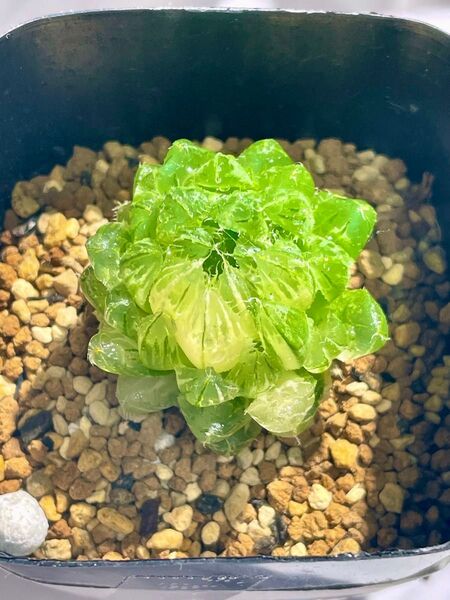 多肉植物 ハオルチア オブツーサ錦 姫桜錦(翠雲) 変異型エメラルドLED