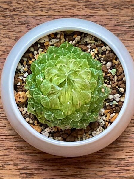 美株 親株 多肉植物 ハオルチア オブツーサ錦 姫桜錦(翠雲) 変異型エメラルドLED
