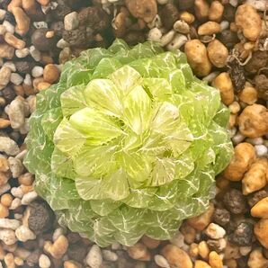 B-6 美株 親株 多肉植物 ハオルチア オブツーサ錦 姫桜錦(翠雲) 変異型エメラルドLED