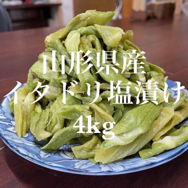 山形県産 イタドリ塩漬け 4kg(1kg×4袋) 山菜 野菜 塩蔵