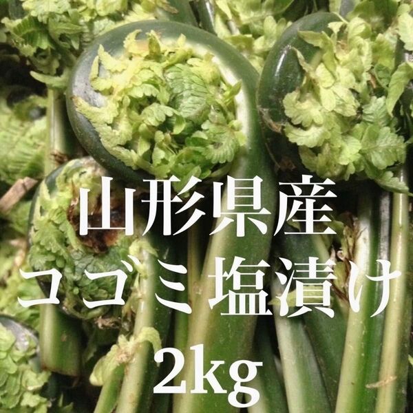 山形県産 コゴミ塩漬け 2kg(1kg×2袋) 塩蔵 こごみ 山菜 野菜