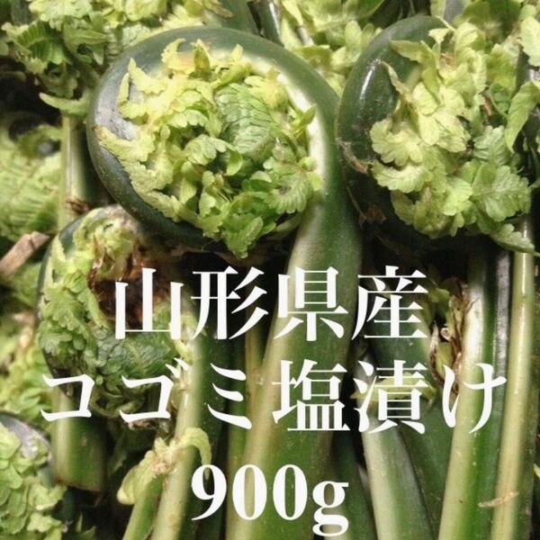 山形県産 コゴミ塩漬け 900g 塩蔵 こごみ 山菜 野菜