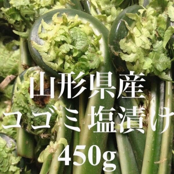 山形県産 コゴミ塩漬け 450g 塩蔵 こごみ 山菜 野菜