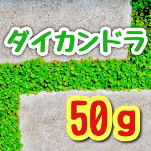 【最強グランドカバーの種】ダイカンドラ 花の種子 50g!緑肥 芝生代用