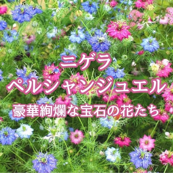 【お花の種】ニケラ☆クロタネソウ 混色種子 300粒以上!切花 ドライフラワー