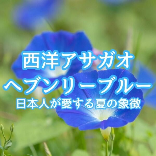 【お花の種】朝顔☆ヘブンリーブルー 種子 約30粒!