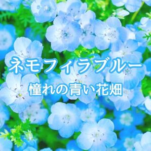 【お花の種】ネモフィラ☆インシクニスフルー 300粒以上!グランドカバー