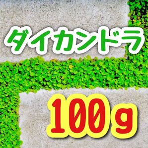 【最強グランドカバーの種】ダイカンドラ 花の種子 100g!緑肥 芝生代用