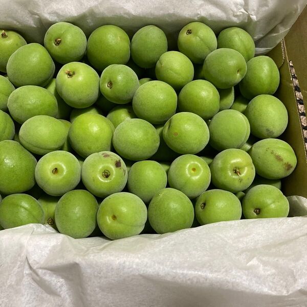 青梅 1.2kg