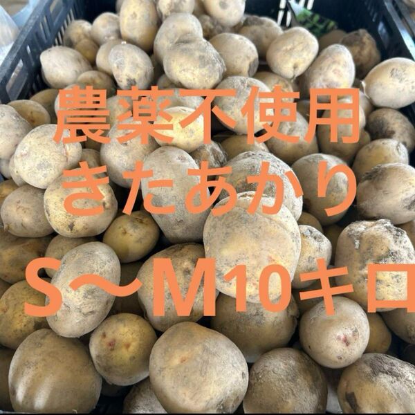 新じゃがいも SS〜M 10キロ