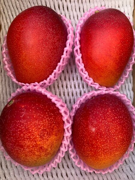 宮崎県産完熟マンゴーLサイズ4玉1.2kg