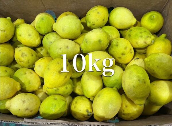 レモン ノンケミレモン 10kg