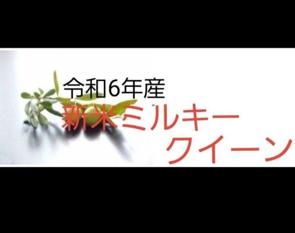 令和6年産 滋賀県産 新米 近江米ミルキークイーン100% 単一原料米 玄米2kg(精米後発送も可能)