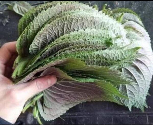 荏胡麻の葉160枚前後 大きめ 箱込み250g以上 エゴマの葉 キムチ醤油つけ 紫蘇