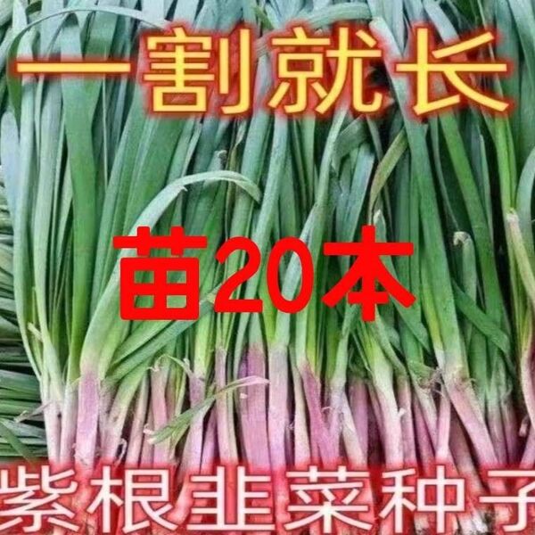 2年目 紅根ニラ 韮菜苗 栽培期間中農薬不使用