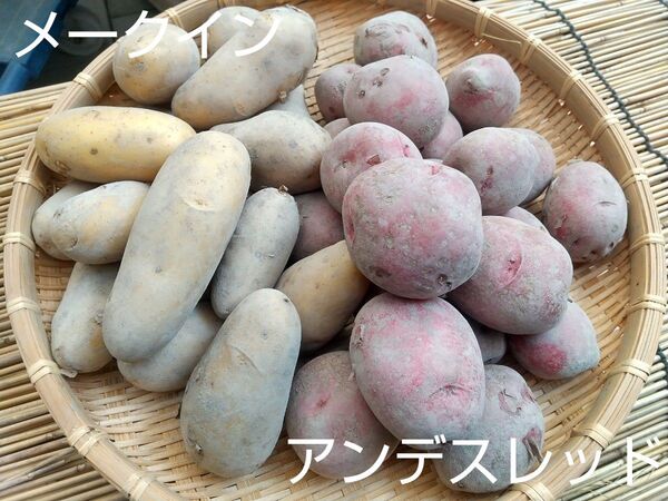 新じゃがいも 無農薬2種 5kg 詰め合わせ