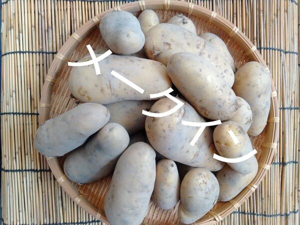新じゃがいも メークイン 無農薬 5キロ