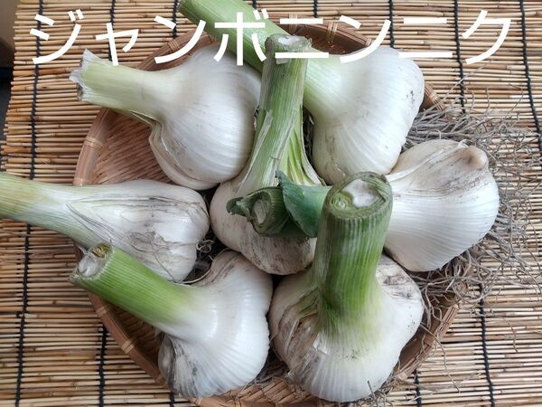家庭菜園 ジャンボニンニク 無農薬 バラ