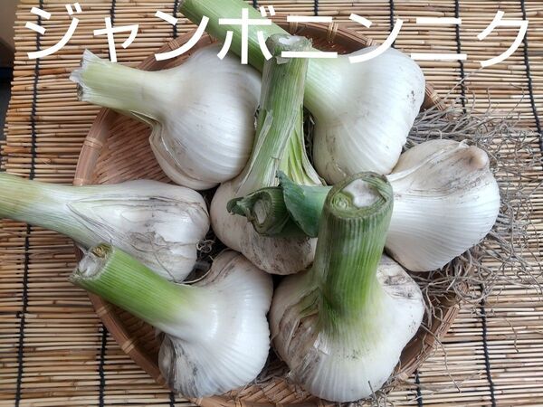 家庭菜園 ジャンボニンニク 無農薬 バラ