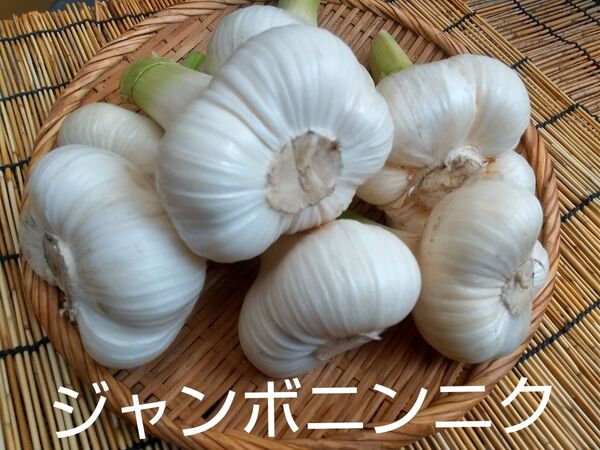 家庭菜園 ジャンボニンニク無農薬 2キロ バラ
