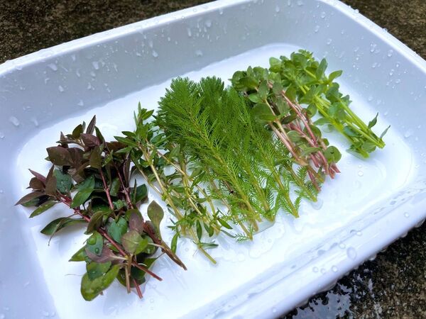 ビオトープアクアリウムにオススメの水草5種 35本 無農薬 水草 メダカ