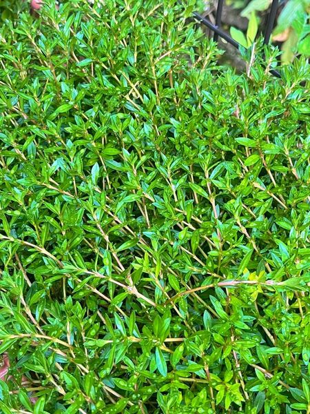 ニードルリーフルドウィジア水上葉10本 無農薬 水草 アクアリウム メダカ エビ