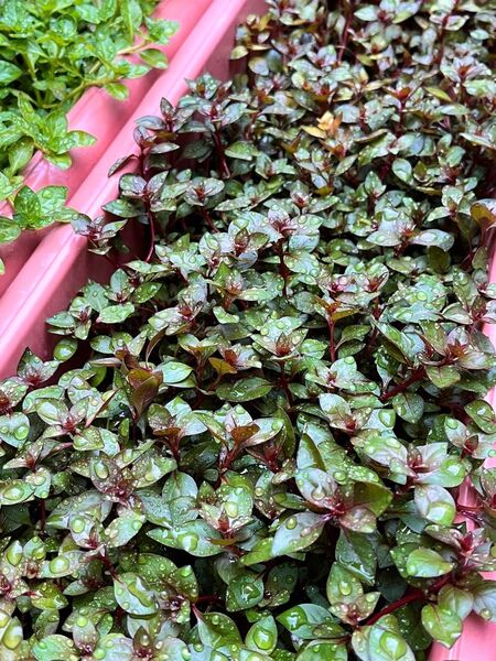 ルドウィジアsp スーパーレッド水上葉10本 無農薬 水草 アクアリウム メダカ
