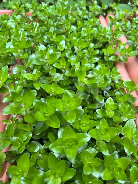 ウォーターバコパ水上葉10本 無農薬 水草 アクアリウム ビオトープメダカ エビ