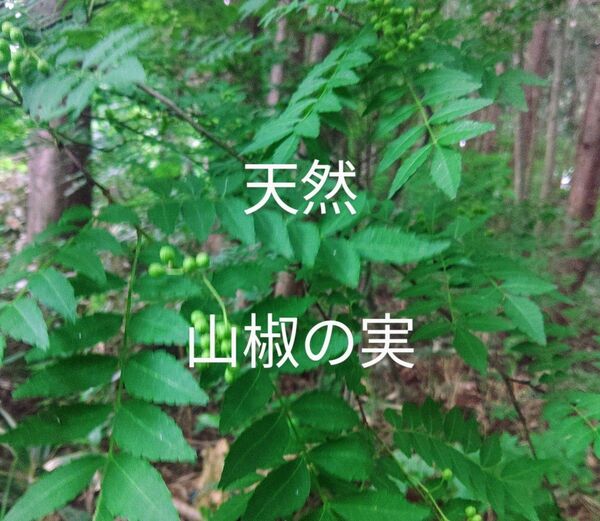 岩手県産 山椒の実 塩漬け 200g