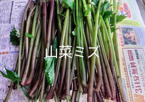 岩手県産 山菜ミズ 700g前後