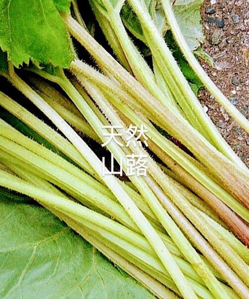 岩手県産 山ふき 750g前後