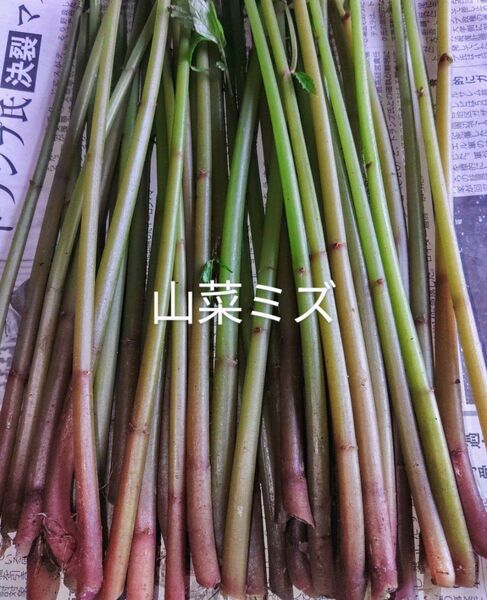 岩手県産 天然 山菜ミズ 700g前後