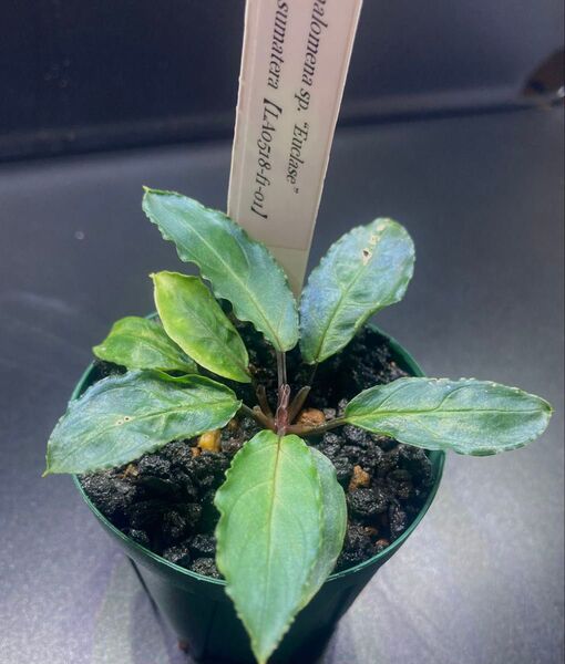 Homalomena sp. “Euclase” Riau Sumatera【LA0518-f1-01】 ユークレース