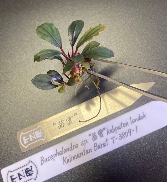 【2株芋付】Bucephalandra sp. 茜雲 kabpaten landak Kalimantan T-3809-1
