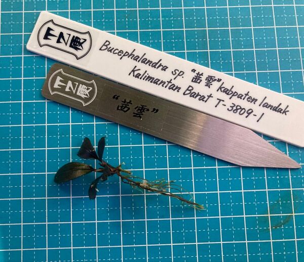 Bucephalandra sp. 茜雲 kabpaten landak Kalimantan Barat T-3809-1
