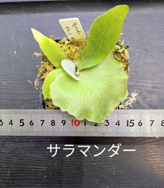 ビカクシダ、ウィリンキー ドワーフ サラマンダー苗C