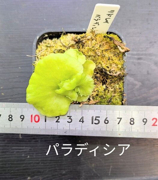 ビカクシダ、リドレイ パラディシア苗③