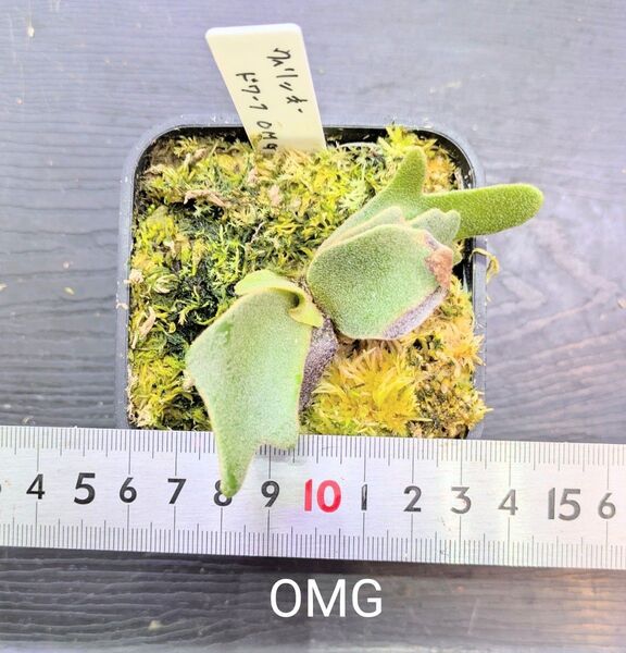 ビカクシダ、ウィリンキー ドワーフ OMG苗A
