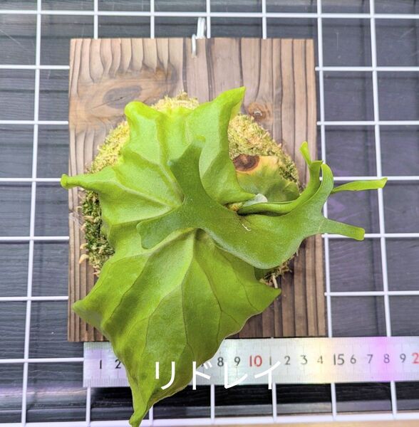 ビカクシダ、リドレイ①